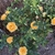 Shrub in bloom with yellow flowers