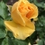 Opening bud of a yellow double rose