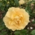 Flower detail of a double yellow flower