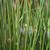 Juncus effusus