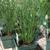 Juncus effusus
