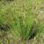 Juncus effusus