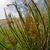 Juncus effusus