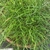 Container plant with green, corkscrew stems