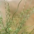 Green, corkscrew stems, like green florist's wire.
