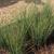 Juncus tenuis