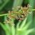 Flowers of J. effusus