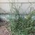 Specimen in growing in the ground with corkscrew stems.