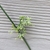 Close-up of a cluster of small, greenish flowers. Not attractive