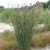 Form