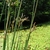 Stems