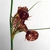 Seed capsule (Greensboro, NC)-Mid Summer