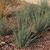 Juncus tenuis