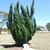 Form