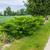 Juniperus chinensis 'Sea Green'