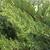 Juniperus chinensis'San-Jose'