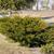 Juniperus chinensis 'Sea Green'