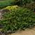 Juniperus chinensis 'Sargentii'