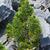 Juniperus chinensis 'Sargentii'