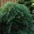 Juniperus conferta 'Blue Lagoon'