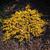 Juniperus horizontalis 'Mother Lode'
