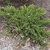 Form