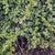 Juniperus-procumbens 'Kishiogima'