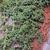 Juniperus procumbens  'Kishiogima'