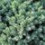 Juniperus squamata 'Blue Star'