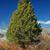 Juniperus virginiana