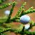 Juniperus virginiana