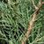 Juniperus virginiana 'Skyrocket'