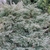 small shrub with blue-gray foliage