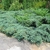 spreading conifer used as a ground cover at front of border.
