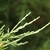Close-up of scale-like leaves on slender shoots.