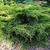Low growing spreading species