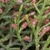 Scale leaves with small male cones on the tips of branches