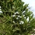 Cones and leaves