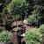 Juniperus chinensis 'Hetzii Glauca'