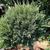 Juniperus chinensis 'Hetzii Glauca'