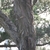 Bark