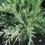 Juniperus chinensis 'Hetzii Glauca'