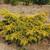 'Saybrook Gold' Form