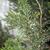 Juniperus chinensis