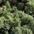 Juniperus chinensis 'Parsonii'