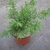 Nursery stock; a small juniper in a plastic pot.
