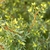 Juniperus communis 'Gold Cone'