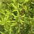 Juniperus communis 'Gold Cone'