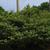 Chrysojasminum parkeri