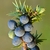 Round blue female cones